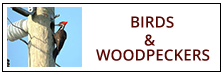 Bird and Woodpecker Removal Service Harrisburg PA