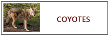 Coyote Removal Service Harrisburg PA