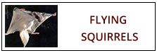 Flying Squirrel Removal Service Harrisburg PA