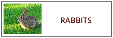 Rabbit Removal Service Harrisburg PA