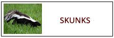 Skunk Removal Service Harrisburg PA