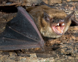 bat-removal
