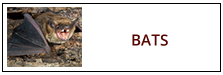 Bat Removal Service Harrisburg PA