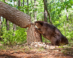 beaver-removal