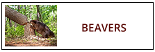 Beaver Removal Service Harrisburg PA