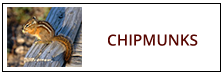Chipmunk Removal Service Harrisburg PA