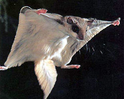 flyingsquirrel-removal