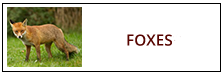 Fox Removal Service Harrisburg PA