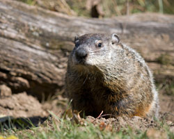 groundhog-removal