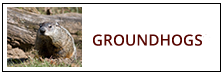 Groundhog Removal Service Harrisburg PA