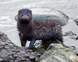 mink-removal