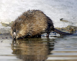 muskrat-removal