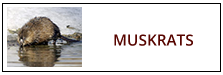 Muskrat Removal Service Harrisburg PA