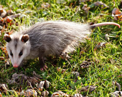 opossum-removal