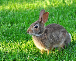 rabbit-removal