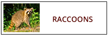 Raccoon Removal Service Harrisburg PA