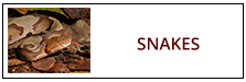 Snake Removal Service Harrisburg PA