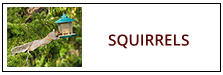 Squirrel Removal Service Harrisburg PA