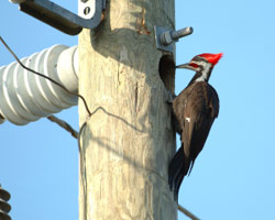 woodpecker-removal