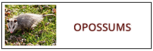 Opossum Removal Service Harrisburg PA
